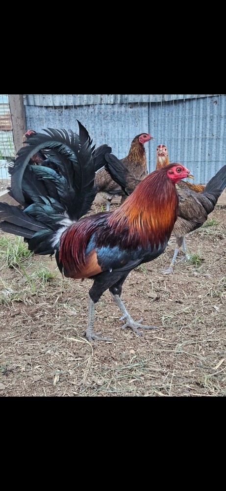 One Dozen Hatching Eggs Jimmy Leipers, w ups ground