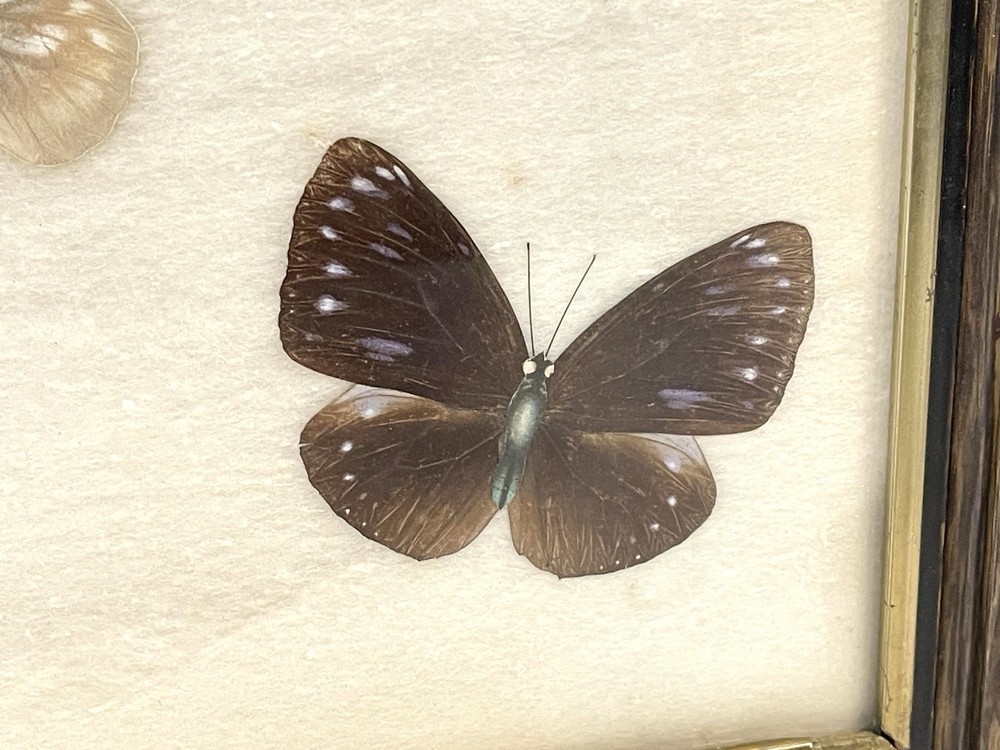 Vintage Butterfly Specimens Framed