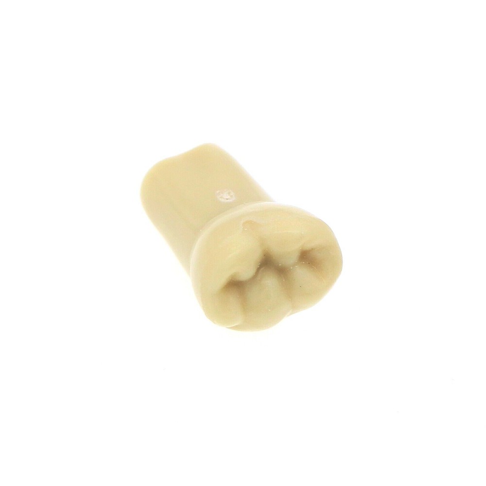 M8014-2 Dental Frasaco AG3 Type Restorative Typodont Model 32Pcs Removable Teeth