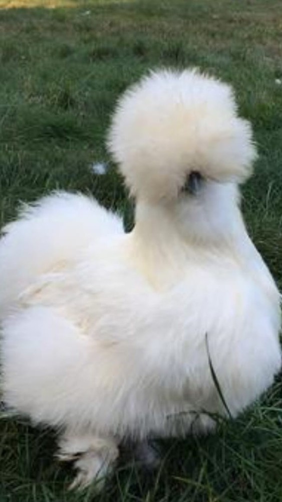 18 Silkie Hatching Eggs