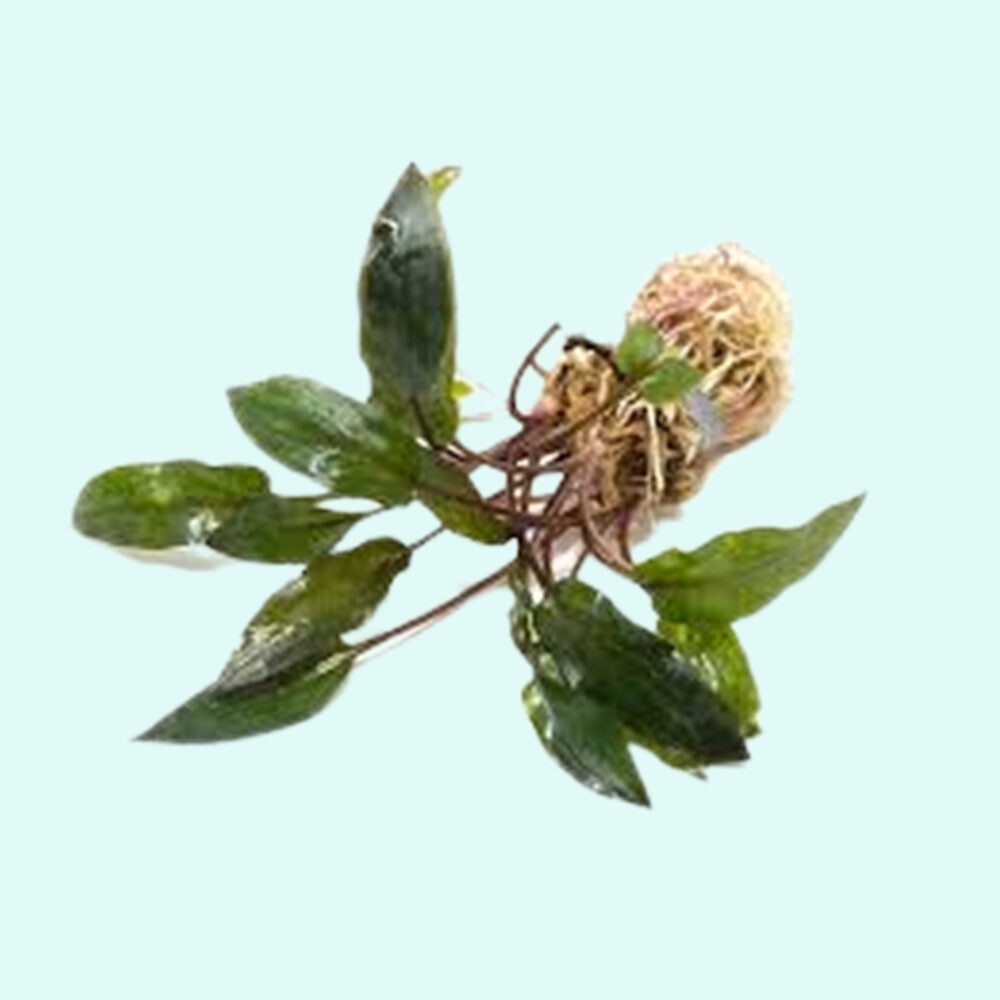 BUY 2 GET 1 FREE Cryptocoryne Crypt Wendtii Red Medium Aquarium Plant