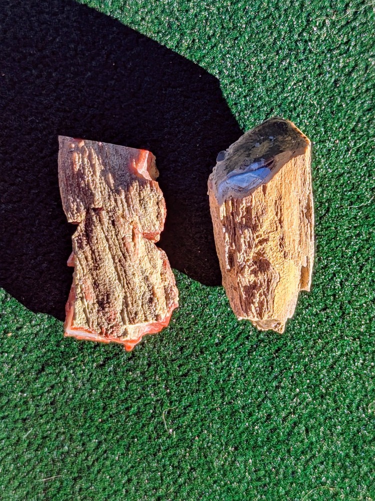 2 - Petrified Wood Miniature Limb Casts