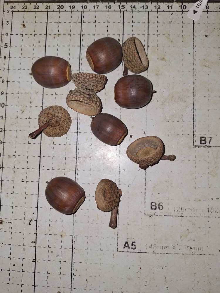 Large Acorns With Caps For Crafts