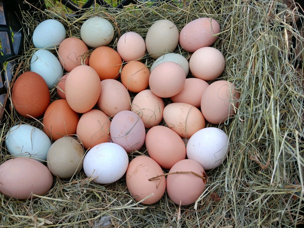 18+ Barnyard Mix Hatching Eggs