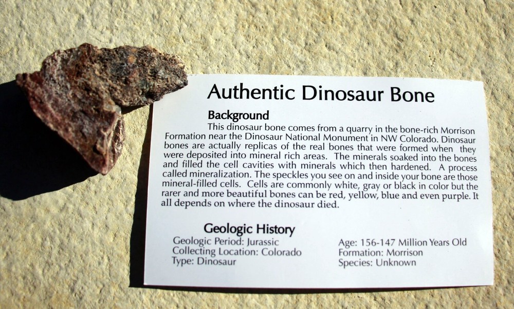 Fossil Dinosaur Bones • 5 Bagged Specimens w/ Info Cards
