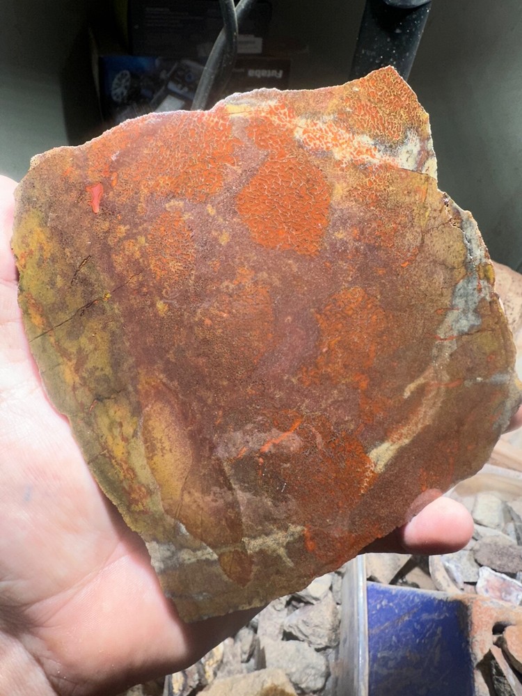 Dinosaur bone rough **hxtled  large slab.