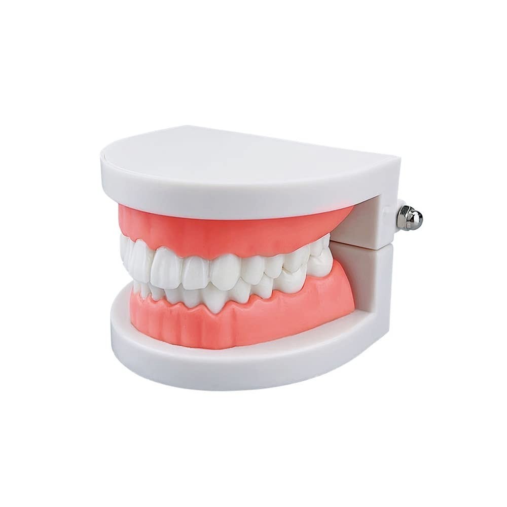 Standard Teeth Model, Kids Dental Teeth Teaching Brushing Model Teeth Study S...