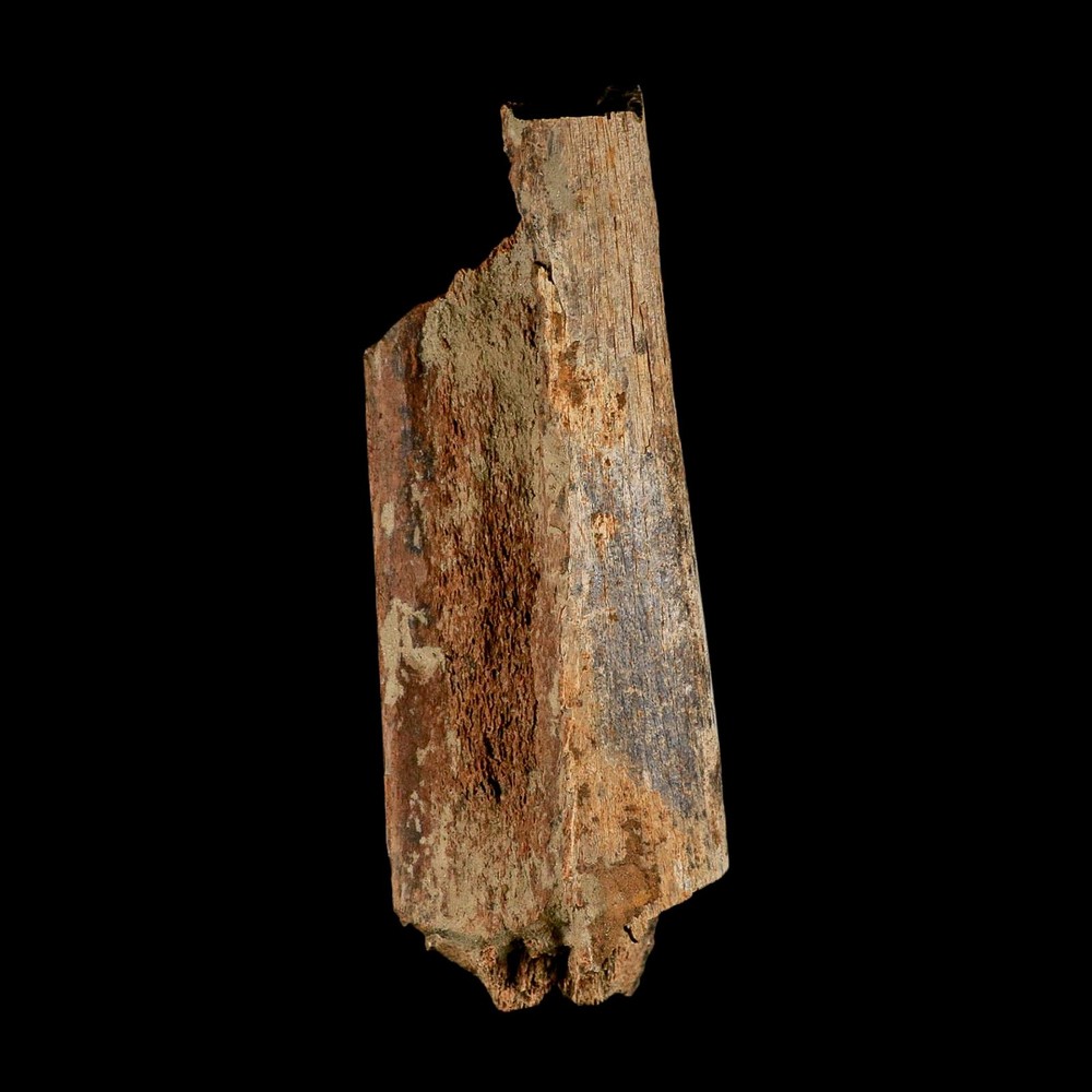 6.3" Corythosaurus Fossil Limb Bone Section Judith River Cretaceous Dinosaur COA