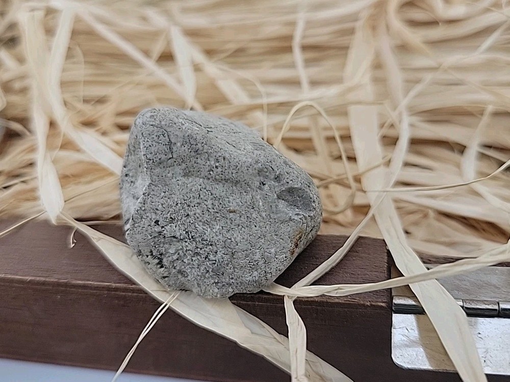 Egg Fossil Permineralized