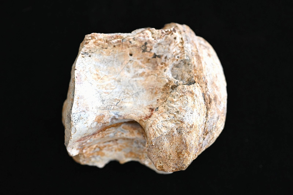 Spinosaurus Neck Vertebra