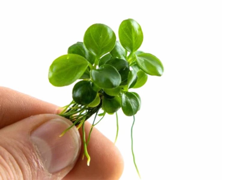 Anubias Barteri Mini Coin Leaf