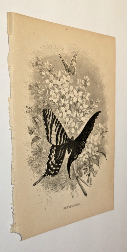 Wood's Natural History ~ Butterflies