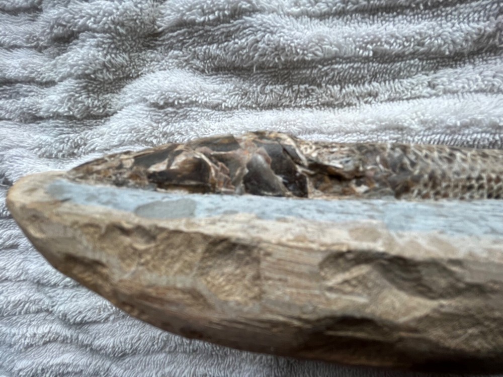 fossil fish very nice details 