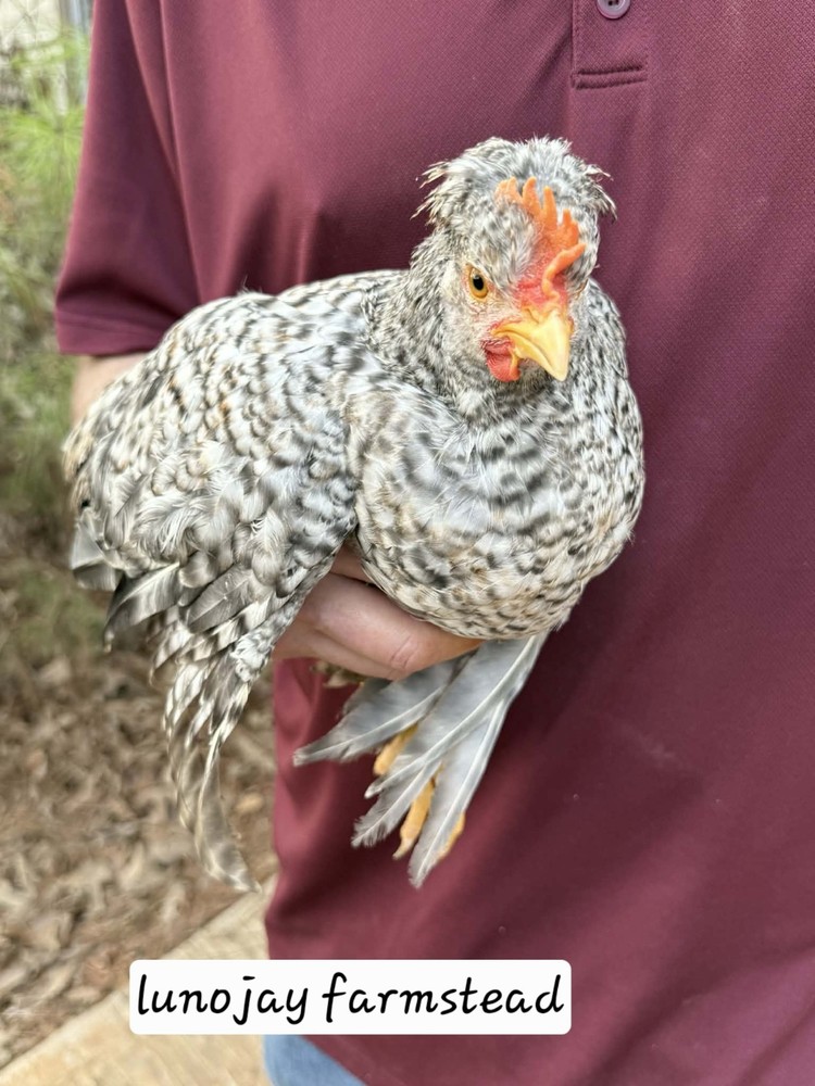 12 + Crest Cream Legbar Hatching Eggs