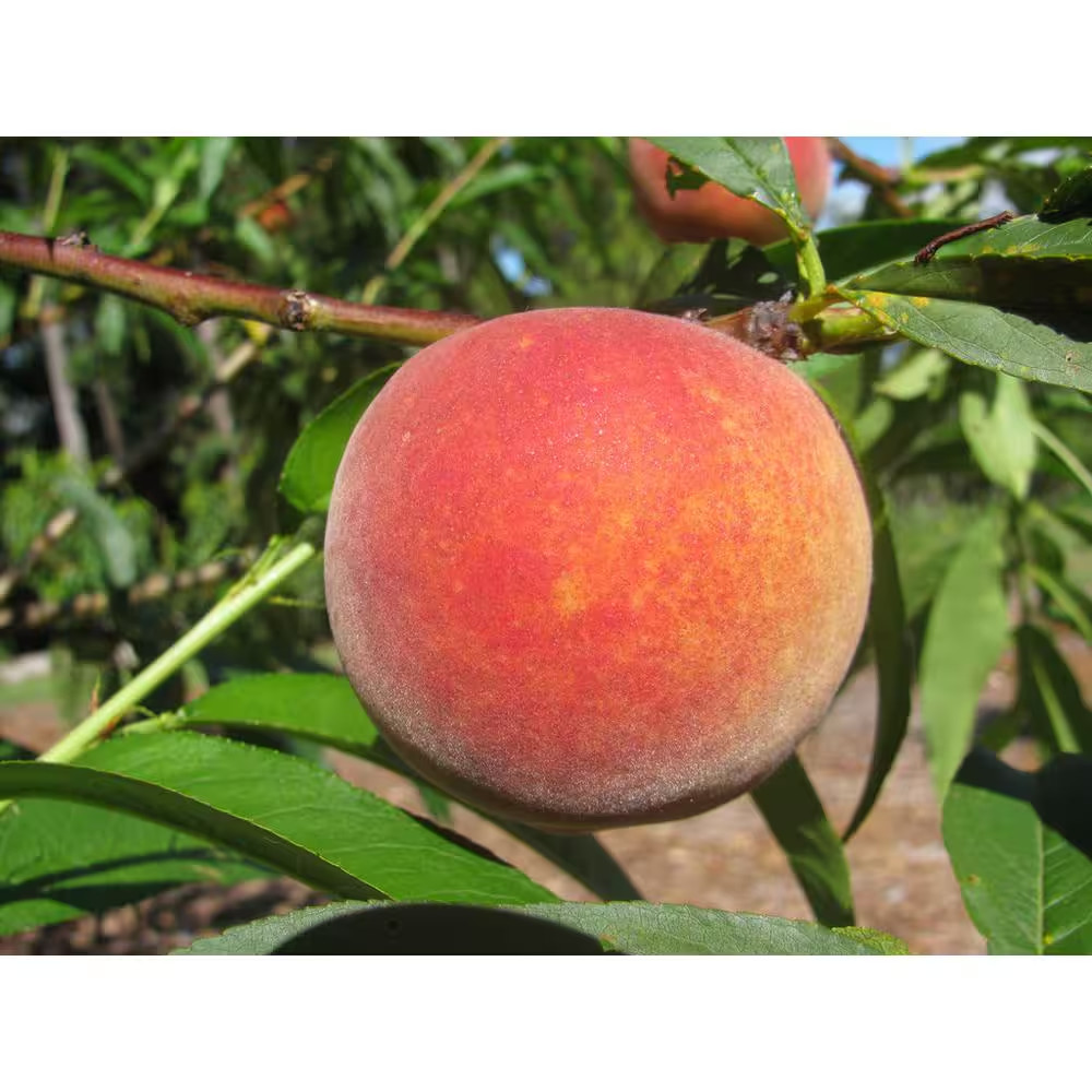 Dwarf Red Haven Peach Tree Bare Root