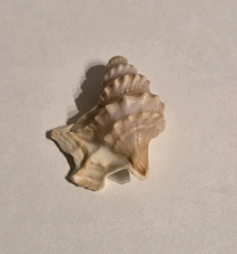 Pelicans Foot Shell Approx 1.5 Inches