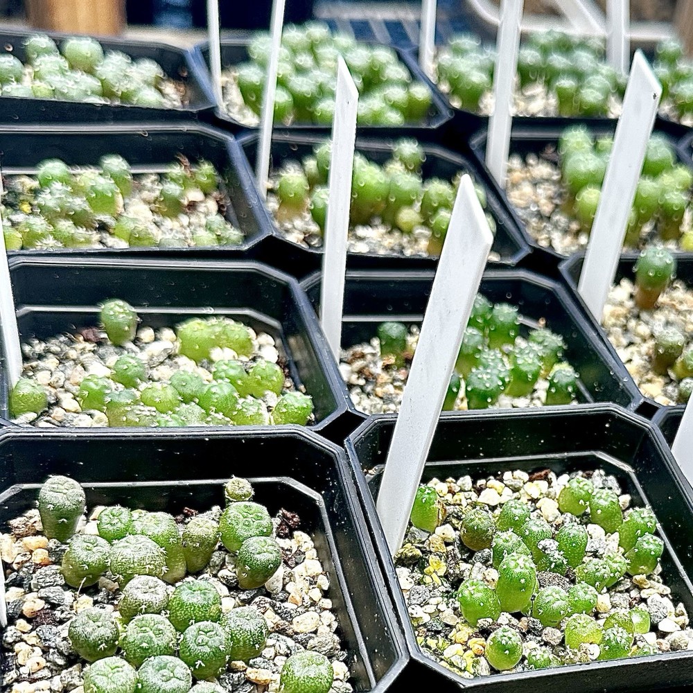 4 Layer System Cactus Seed Sowing Germination Mix Soil Kit Mycorrhizae 1 QUART