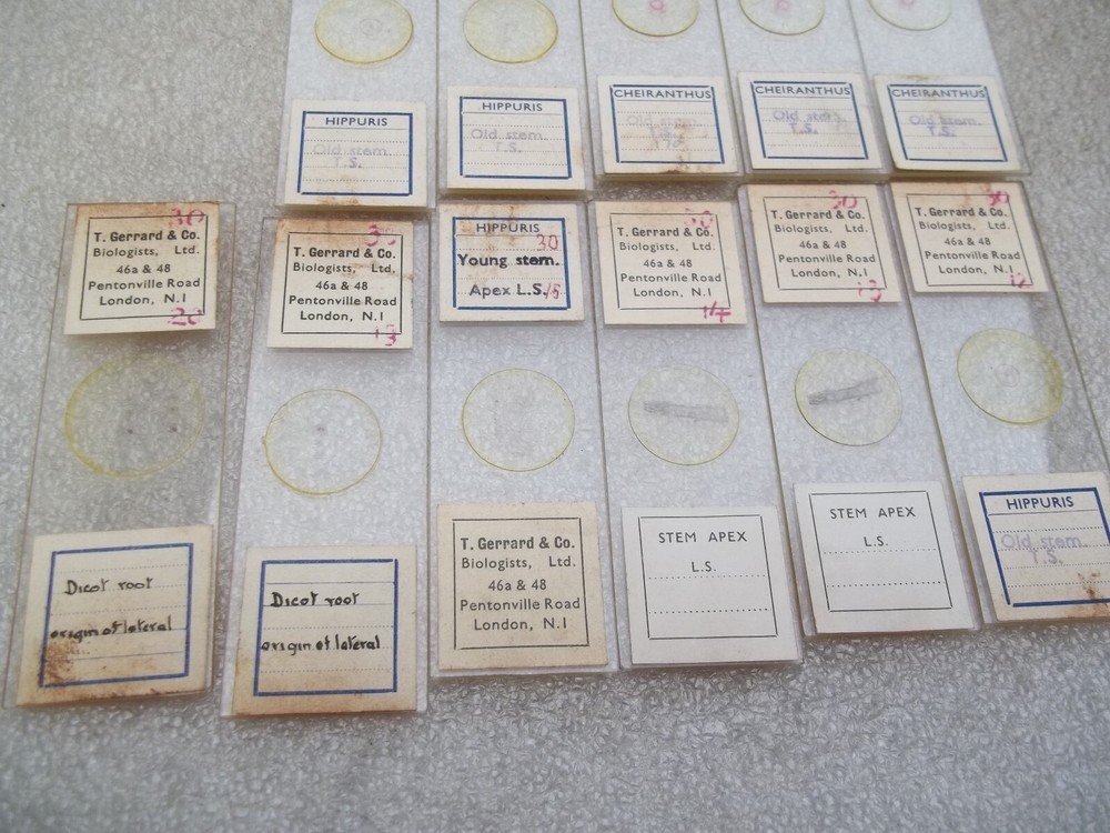 Vintage Glass Microscope Slides -