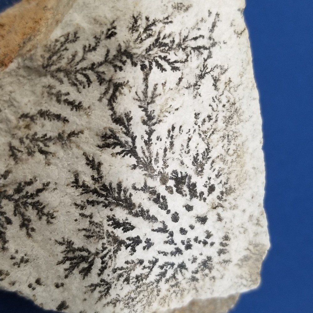 This rock has dendritic formation within it fern 1.1728