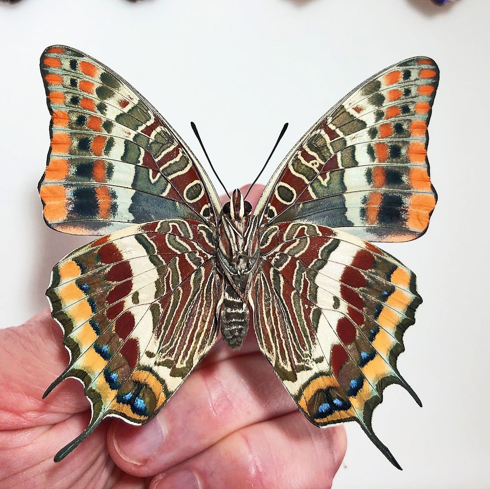 CHARAXES JASIUS SEPTENTRIONALIS*****Pair****Spain