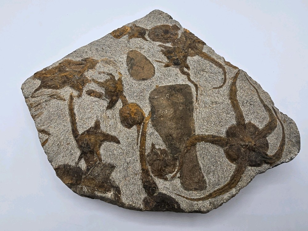 A Staning Rare multiple Starfishs Fossil Plate