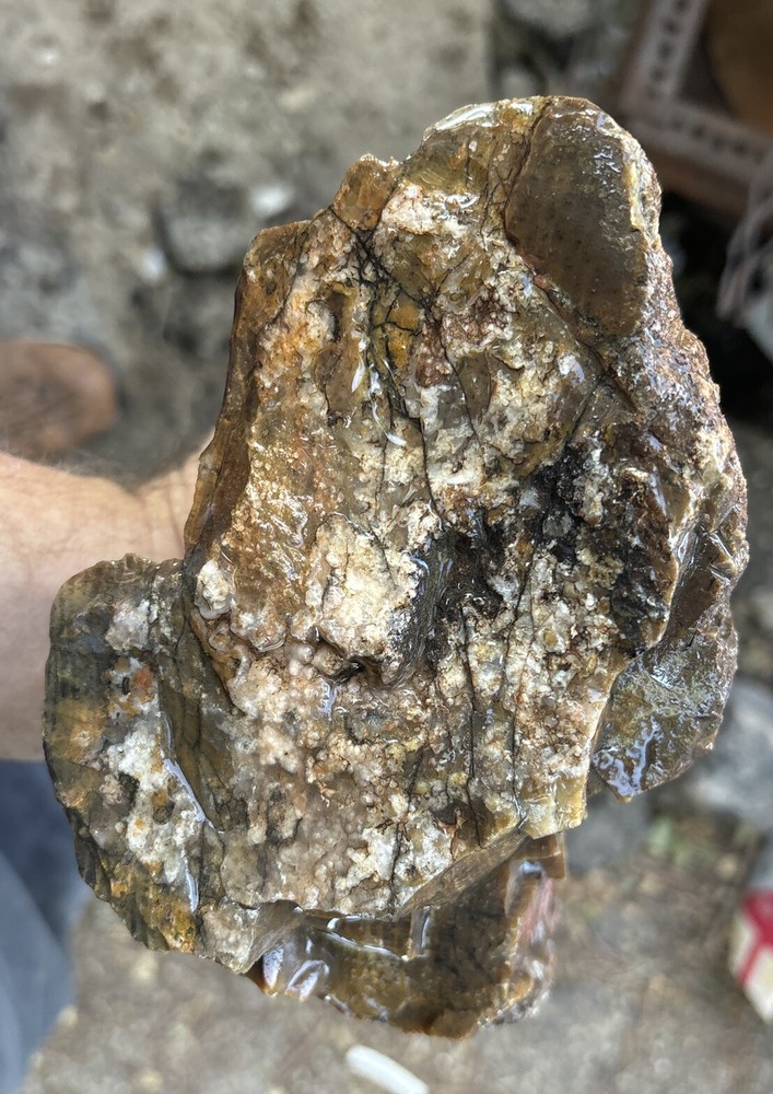 Silver Creek Junction petrified wood