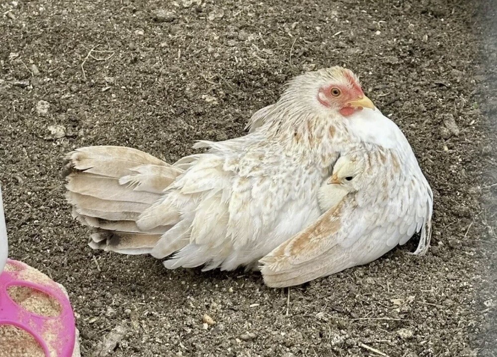 Serama Chicken Hatching Eggs 6+