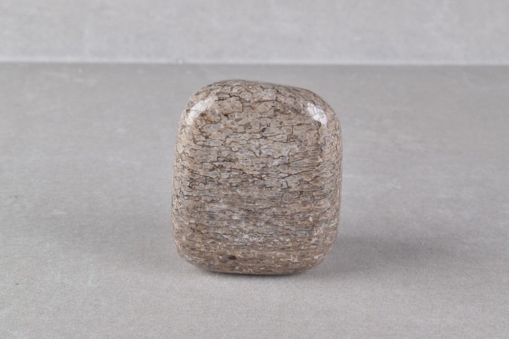 Fossilized Dinosaur Bone Polished from Morocco 4.0 cm # 19757