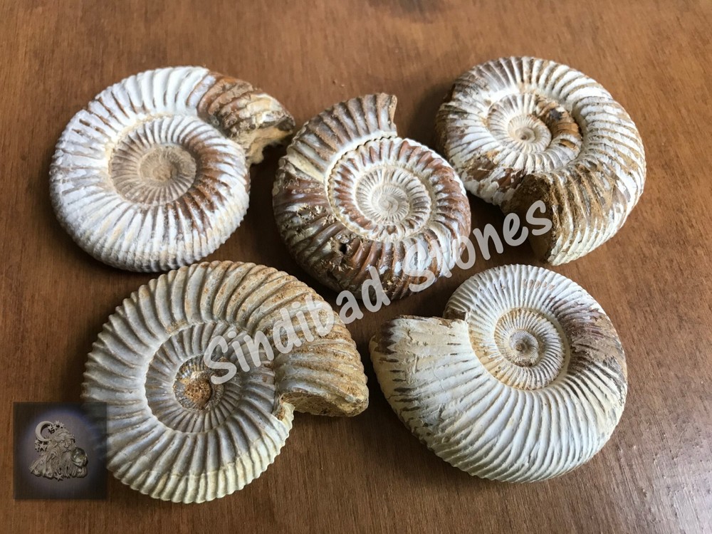 Ancient ruhani irq alsawahil stone Amulet عرق السواحل, تميمة حجر روحاني اثري