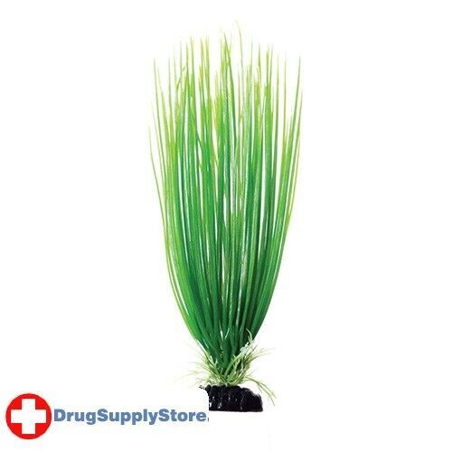 RA Green Hairgrass - 12" (3 Pack)