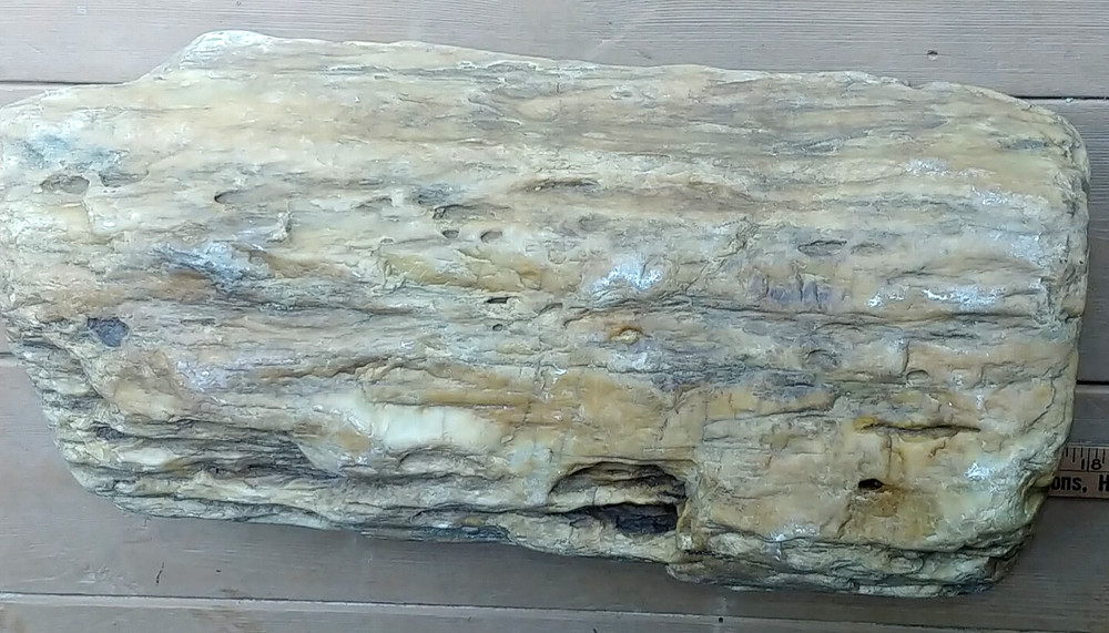 Petrified Wood or Rock