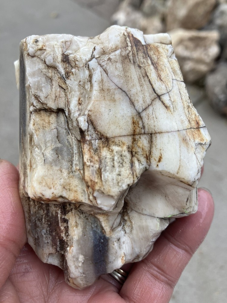 Opalized Petrified Wood