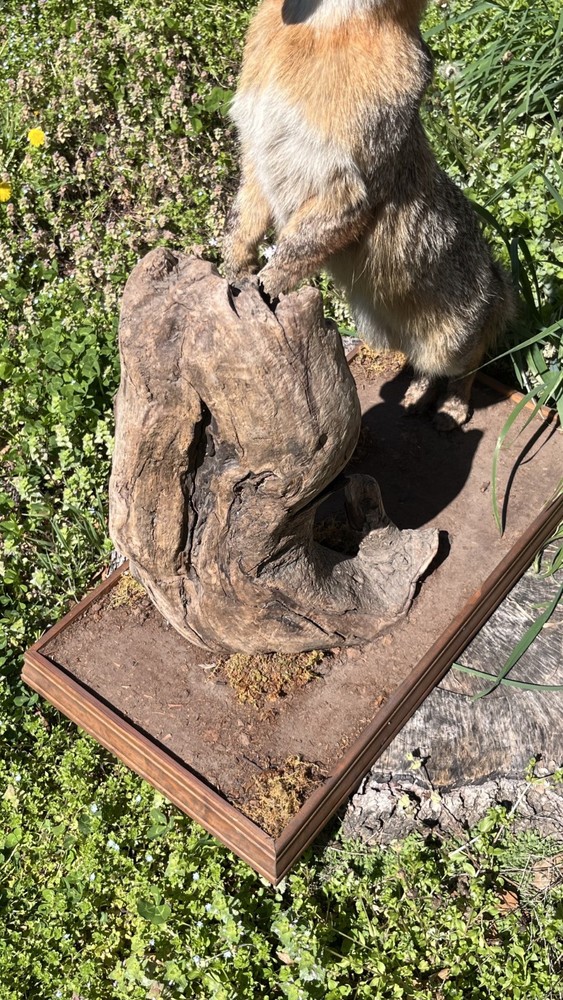 Vintage Grey Fox Taxidermy Mount