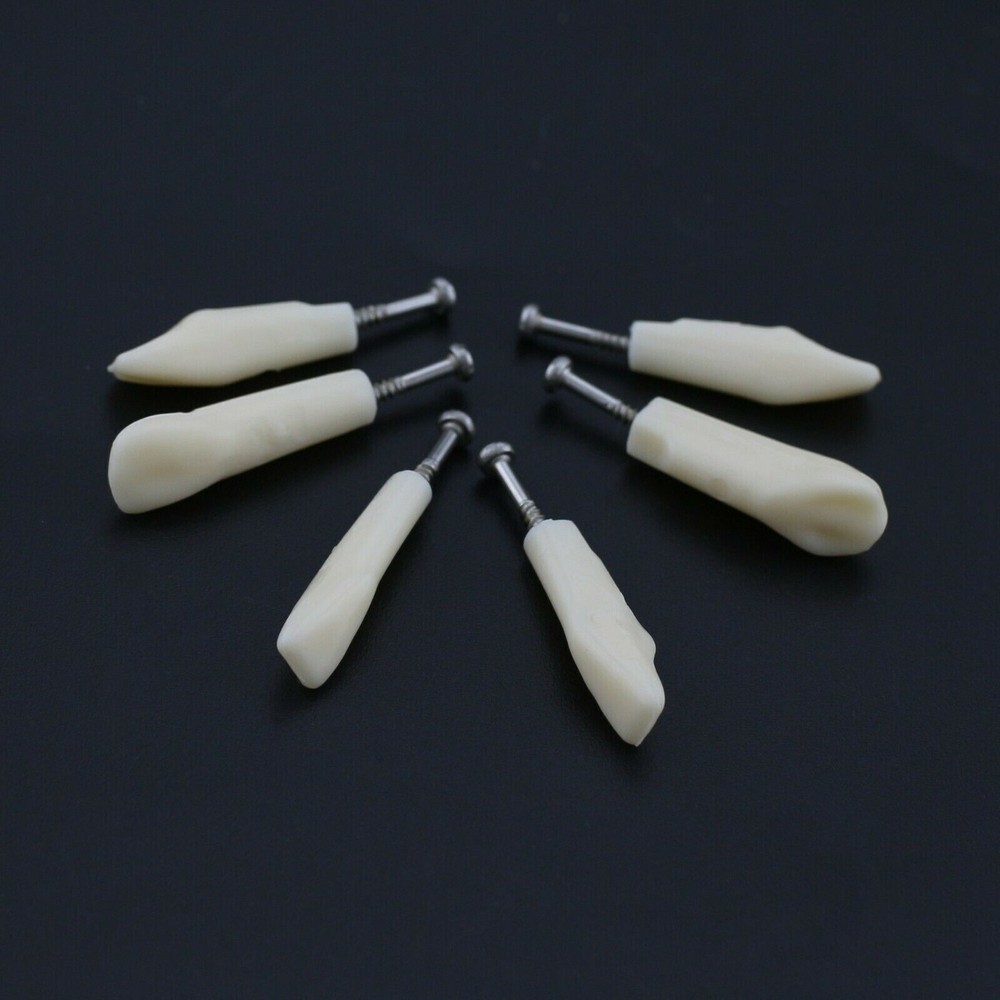 Dental Typodont Model Replacement 32 Screw-in Teeth Practice Study Tooth Model
