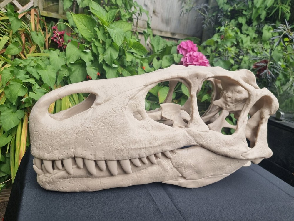 Utahraptor Life-size Dinosaur Replica Skull