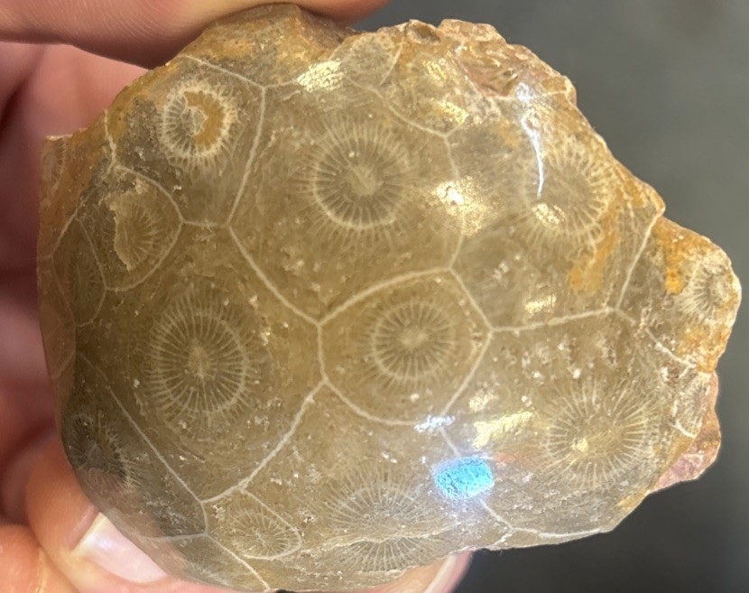 Petrified Coral End Polished