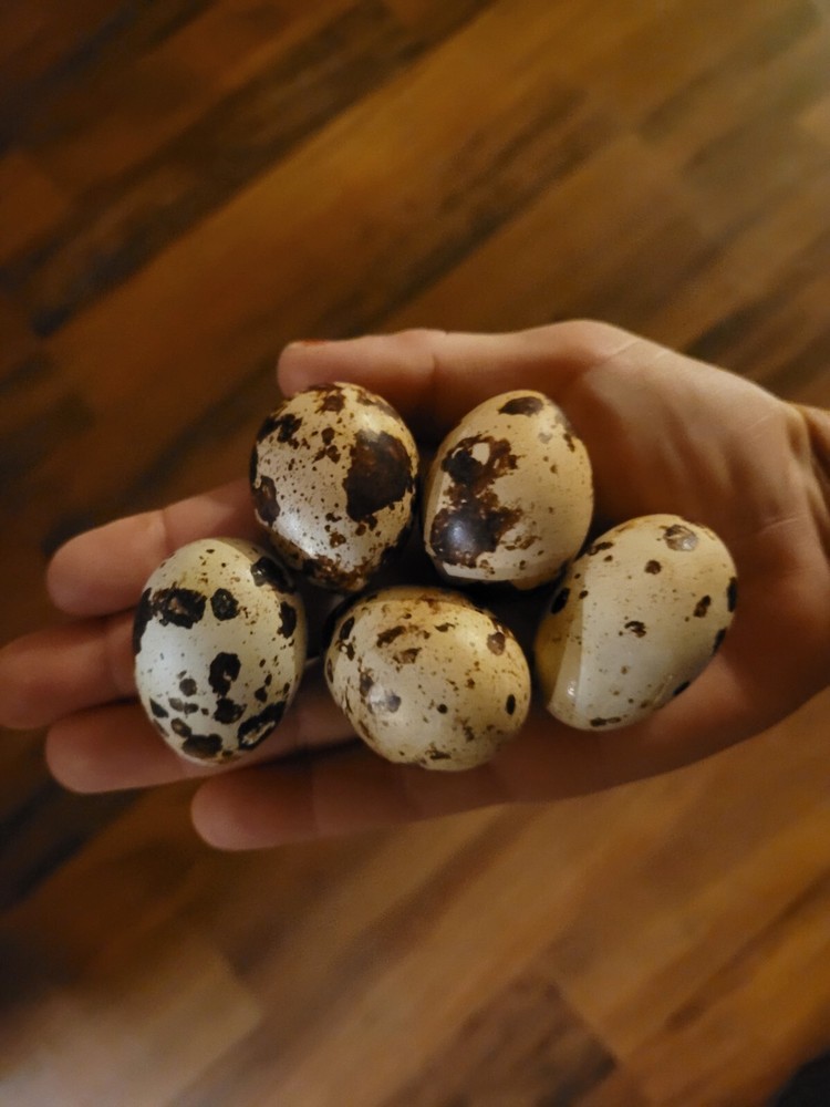 30 Extra large Jumbo white/Texas  A&M hatching eggs