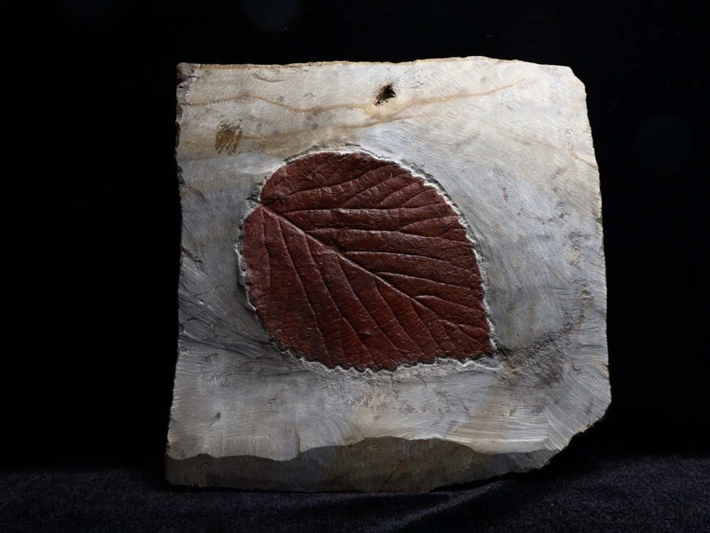 Gorgeous Leaf Fossil, Glendive, Montana
