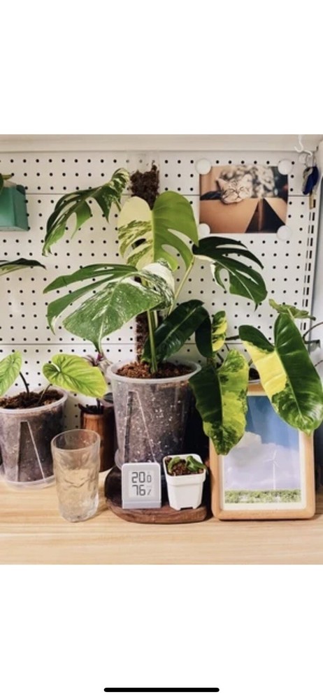3 - 6” Clear Plastic Planters Tall