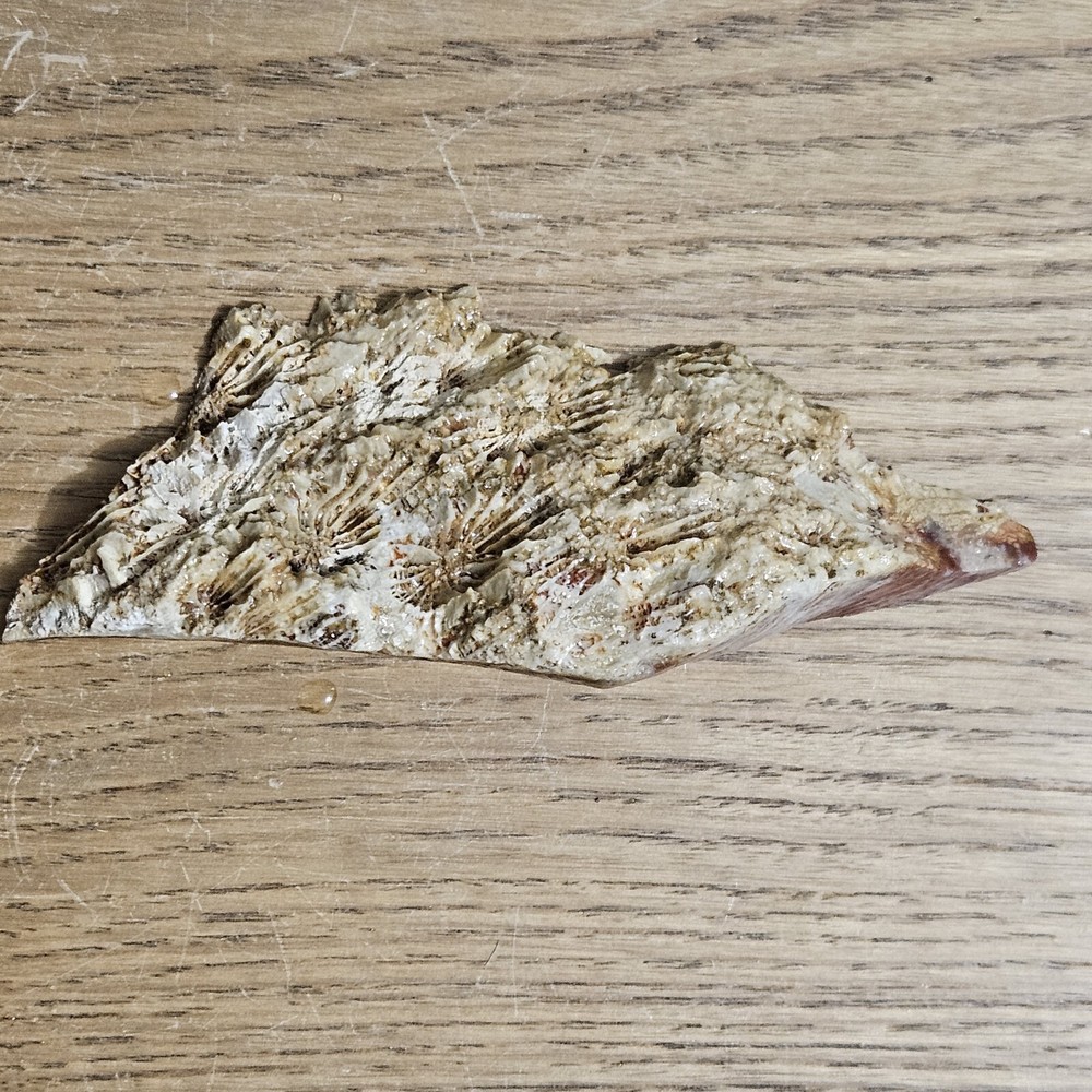 Fossized Coral Lapidary Slab 78 Grams