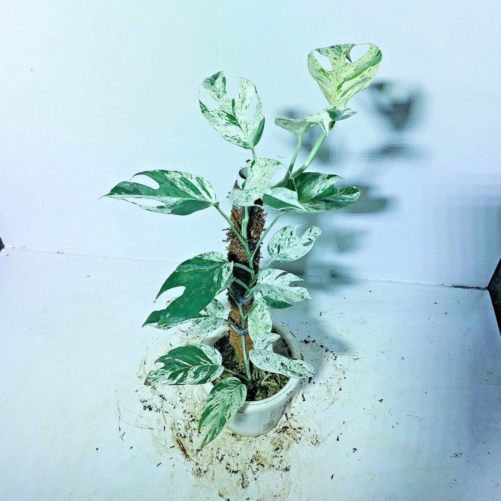 Epipremnum Marble Variegated Free Phyto
