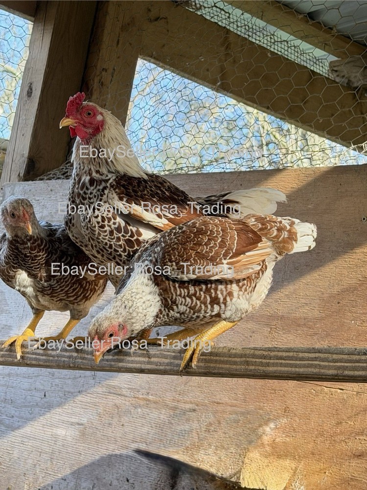 Red white Laced Cornish Bantam Hatching Eggs 10 Pcs