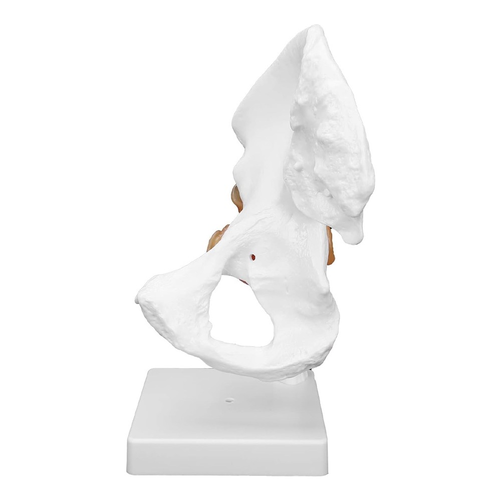 Hip Joint Model With Ligament Human Skeleton Bone Model Teaching Model Training