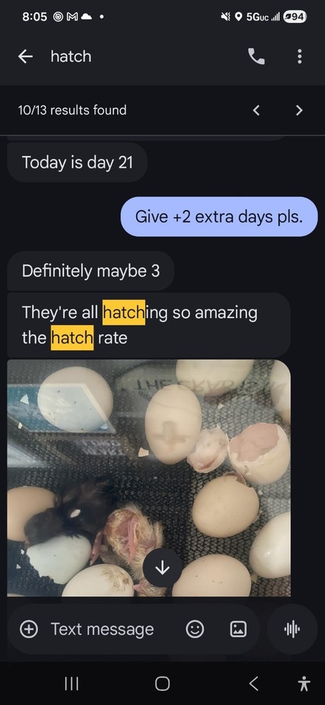 6++ Extreme Malaysian Serama Chicken Hatching Eggs (micro)