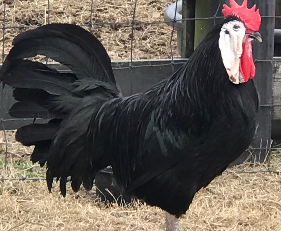 White Face Black Spanish Hatching Eggs 6