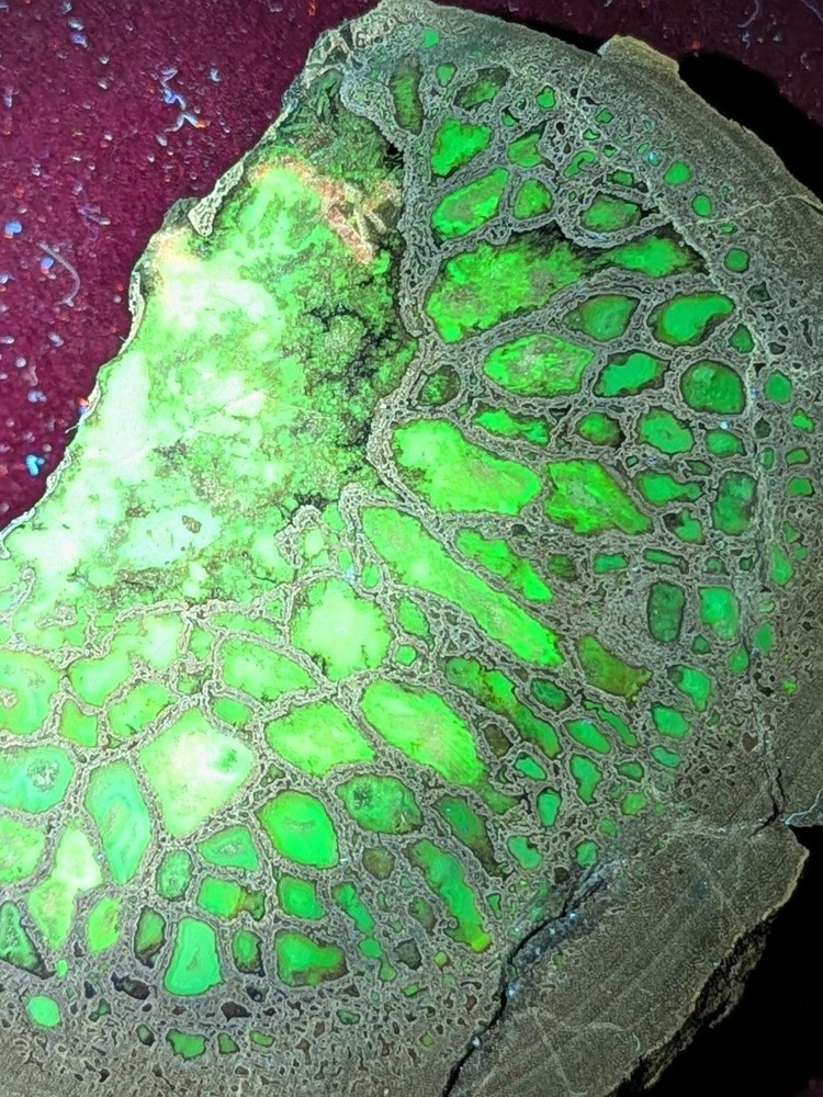 UV * Super Nice Dinosaur Bone * Rough *