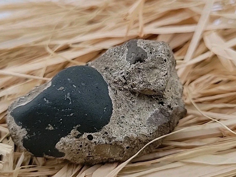 Egg Fossil Reptile Permineralized Compression Fossil