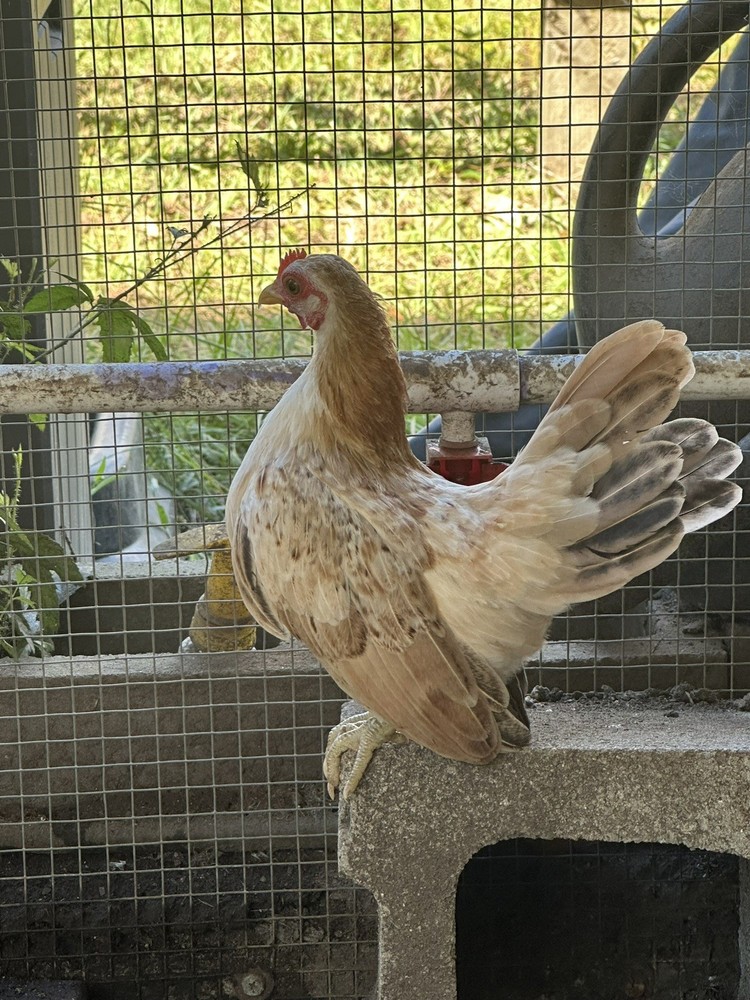 8 Serama Hatching eggs NPIP/AI and PT Clean