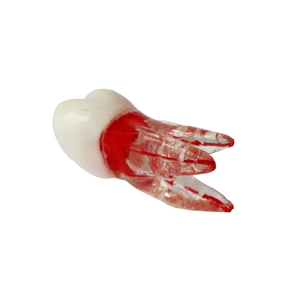 Dentist Dental Plastic Teeth Tooth Molar Teaching Analysis Model for Study