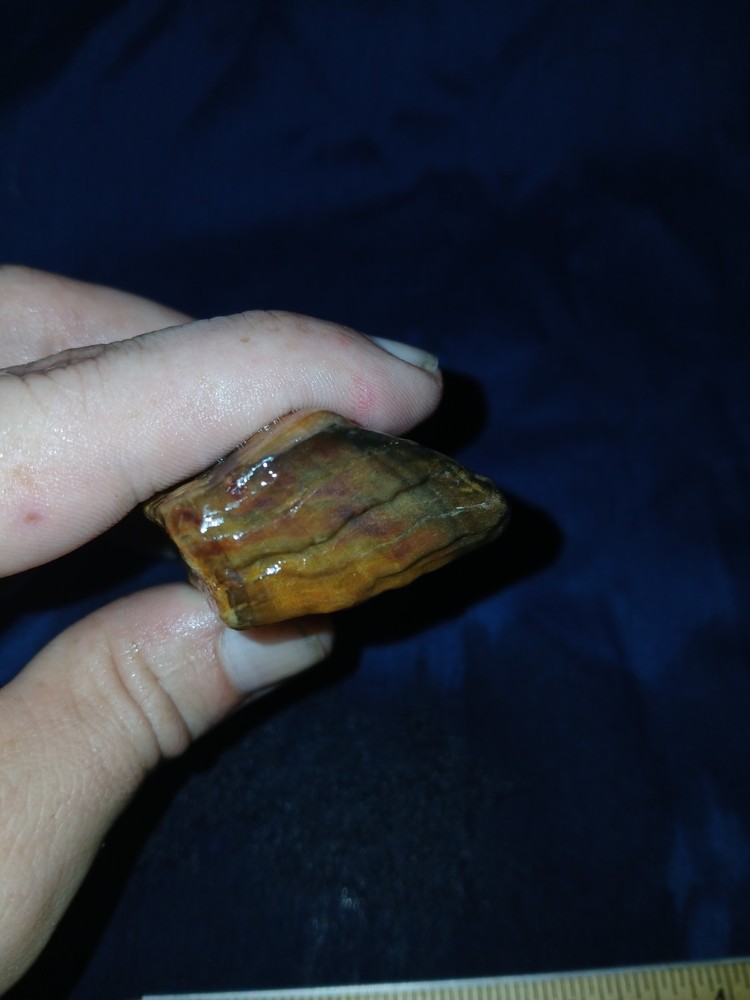 3.5 oz Agatized Petrified Wood
